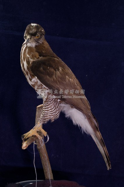 鳳頭蒼鷹藏品圖，第4張