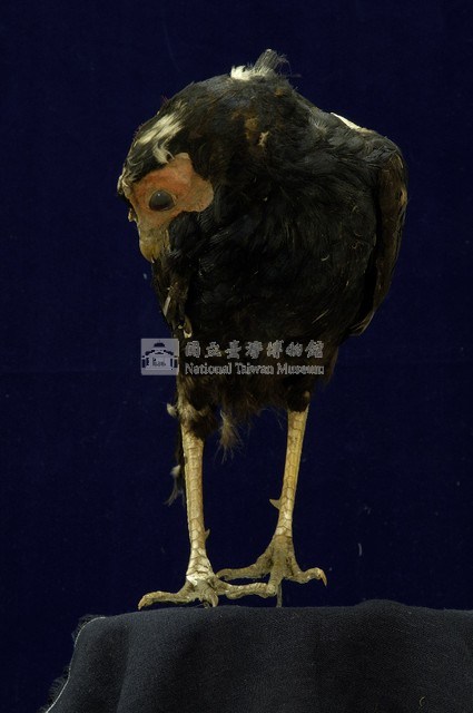 藍腹鷴藏品圖，第5張