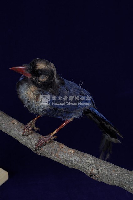 臺灣藍鵲藏品圖，第6張