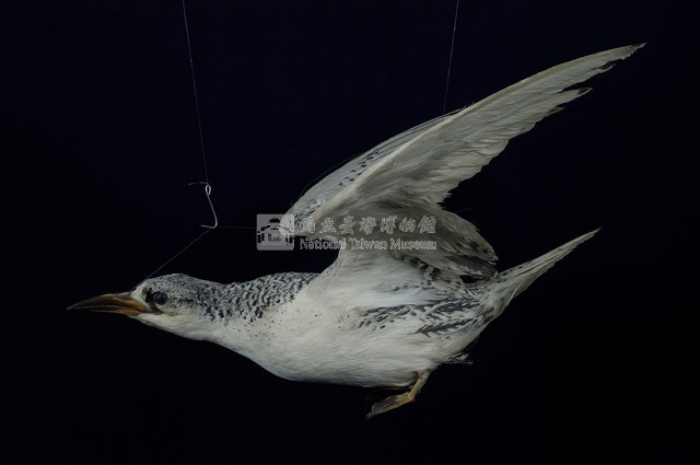 紅尾熱帶鳥藏品圖，第5張