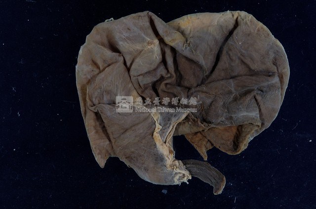 帝雉嗉囊藏品圖，第4張