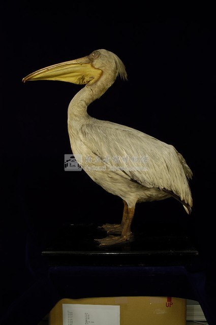Dalmatian Pelican Collection Image, Figure 6, Total 11 Figures
