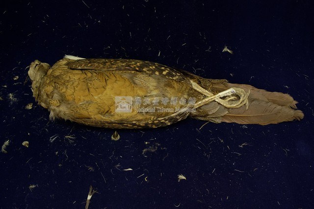 藍腹鷴藏品圖，第5張