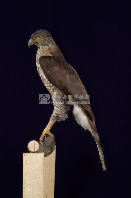 鳳頭蒼鷹藏品圖，第4張