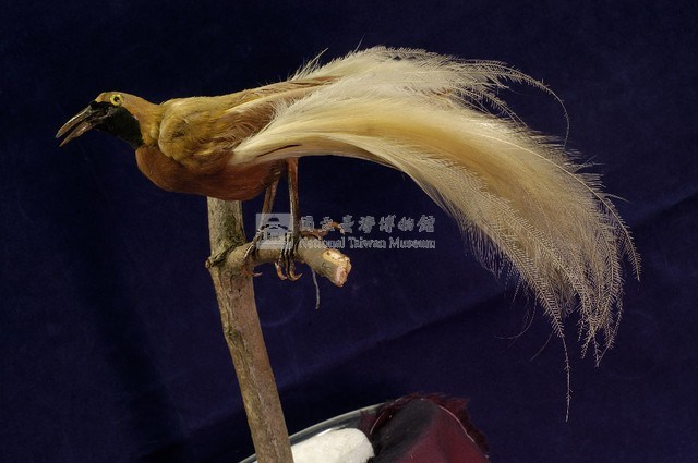 Lesser bird-of-paradise Collection Image, Figure 5, Total 9 Figures