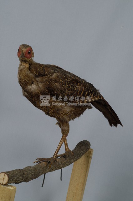 藍腹鷴藏品圖，第5張