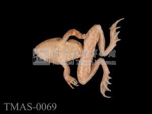 Japanese wrinkled frog Collection Image, Figure 7, Total 13 Figures