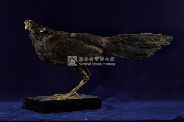 藍腹鷴藏品圖，第4張