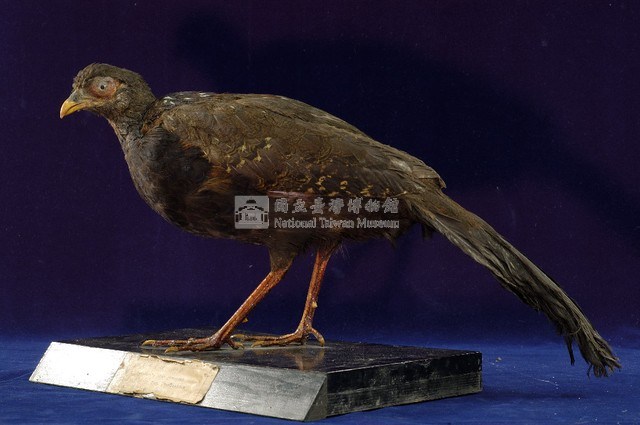 藍腹鷴藏品圖，第5張