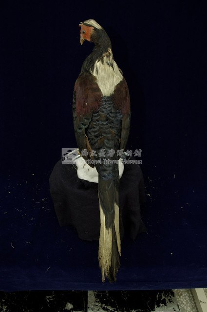 藍腹鷴藏品圖，第5張