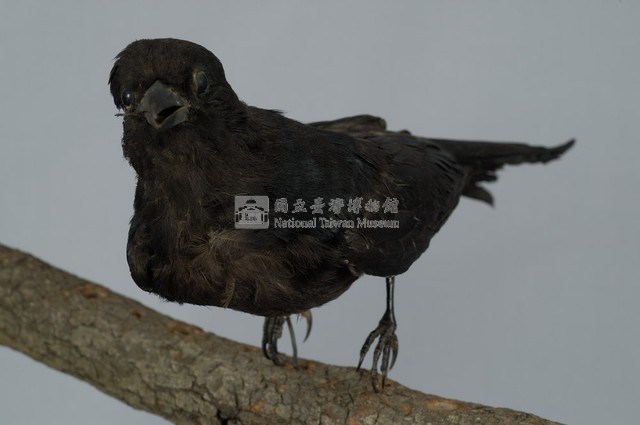 Black Drongo Collection Image, Figure 5, Total 13 Figures