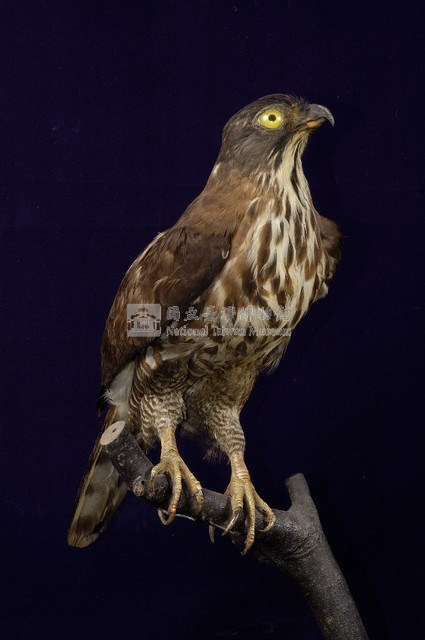 鳳頭蒼鷹藏品圖，第5張
