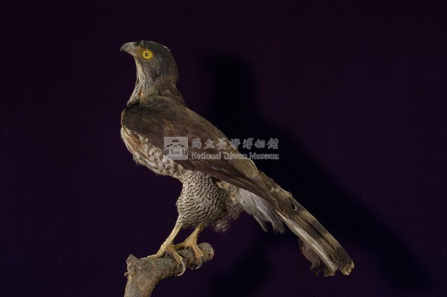 鳳頭蒼鷹藏品圖，第6張