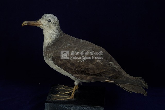 Streaked Shearwater Collection Image, Figure 6, Total 13 Figures