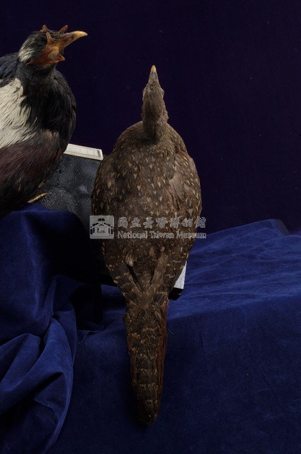 藍腹鷴藏品圖，第6張