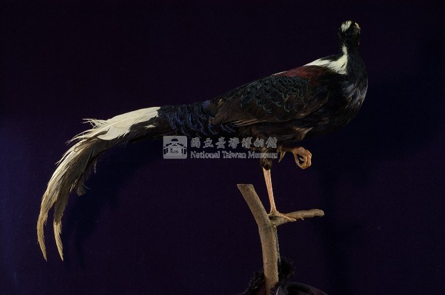 藍腹鷴藏品圖，第5張