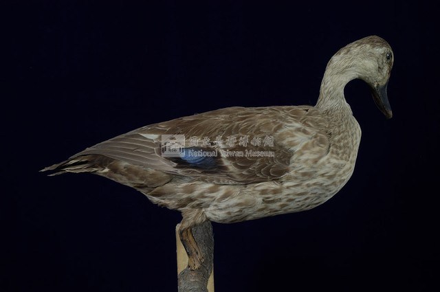 Spot-billed Duck Collection Image, Figure 7, Total 13 Figures