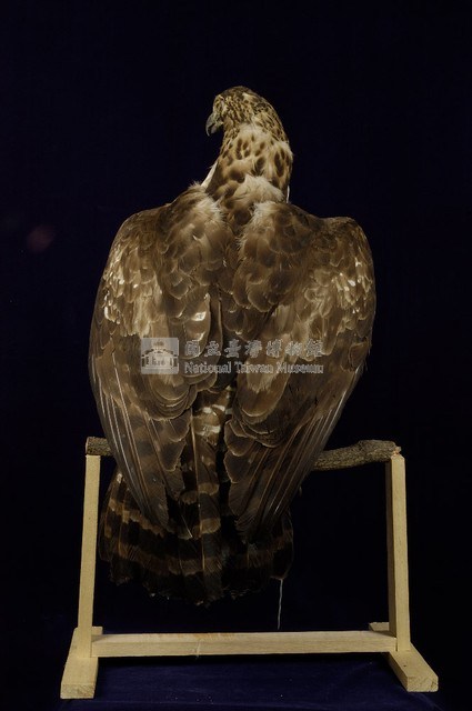 熊鷹藏品圖，第5張