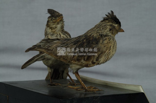 Oriental Skylark Collection Image, Figure 6, Total 11 Figures
