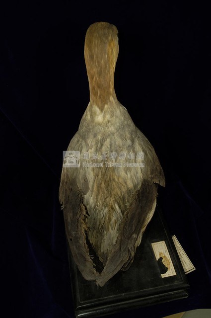 Short-tailed Albatross Collection Image, Figure 6, Total 9 Figures