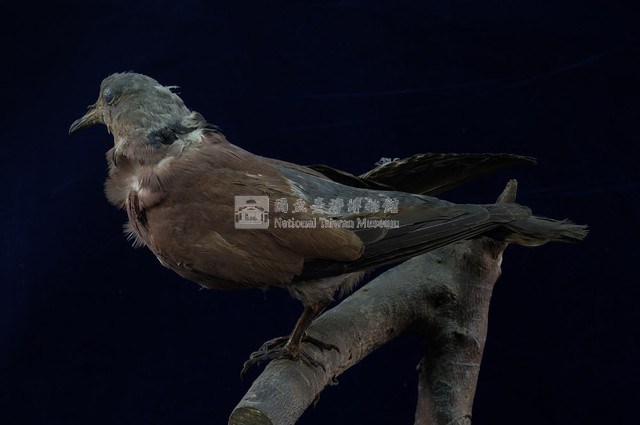 Red Turtle Dove Collection Image, Figure 6, Total 11 Figures