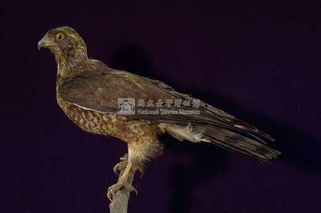 鳳頭蒼鷹藏品圖，第6張