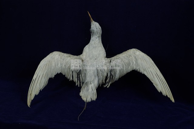 紅尾熱帶鳥藏品圖，第6張