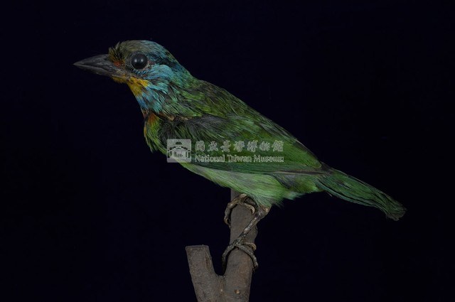 五色鳥藏品圖，第6張