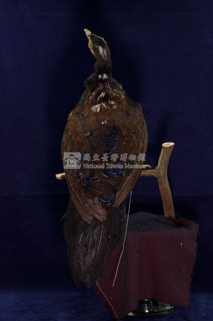 藍腹鷴藏品圖，第5張