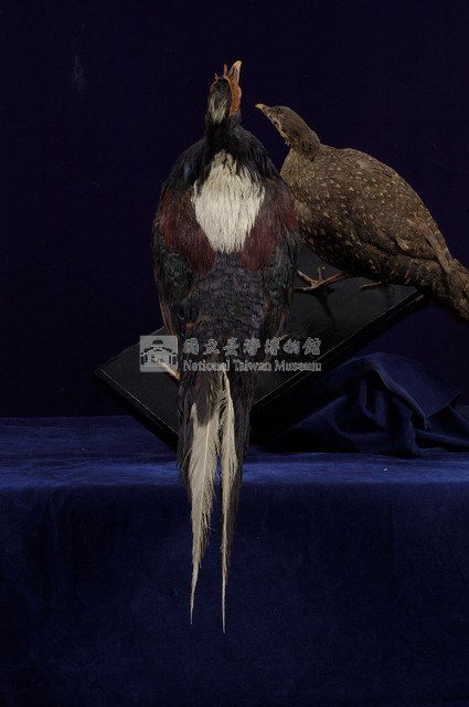 藍腹鷴藏品圖，第6張