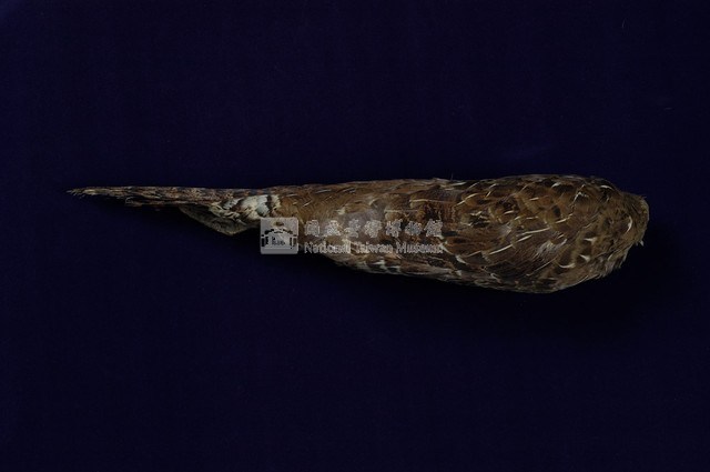 Mikado Pheasant Collection Image, Figure 6, Total 11 Figures