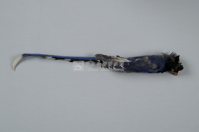 臺灣藍鵲藏品圖，第7張