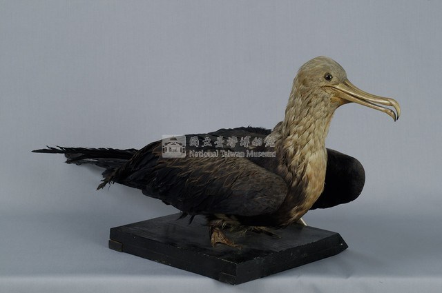 Lesser Frigate Collection Image, Figure 6, Total 13 Figures