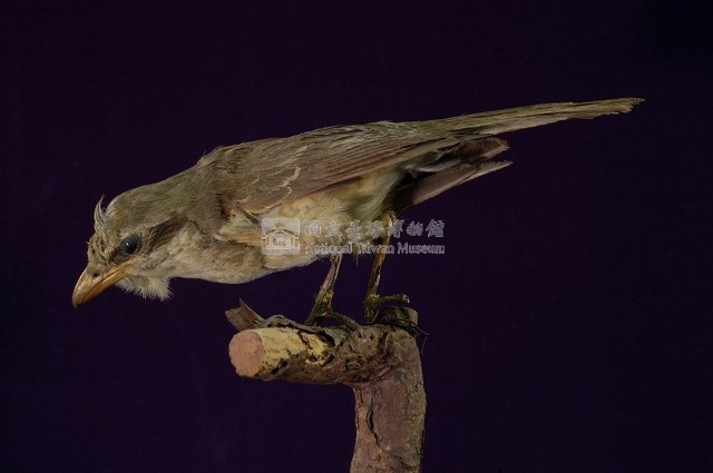 Brown Shrike Collection Image, Figure 6, Total 11 Figures