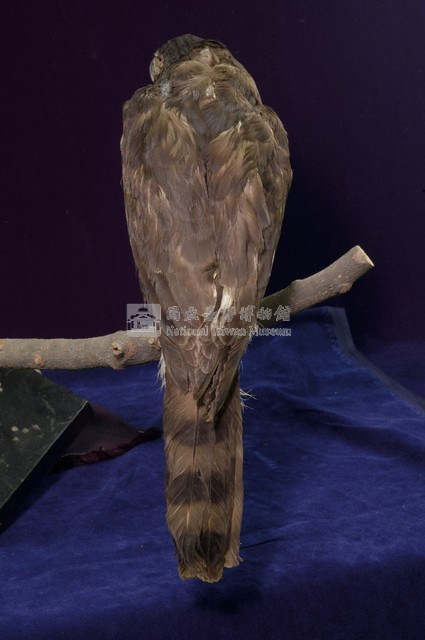 鳳頭蒼鷹藏品圖，第5張