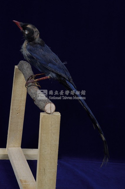 臺灣藍鵲藏品圖，第7張