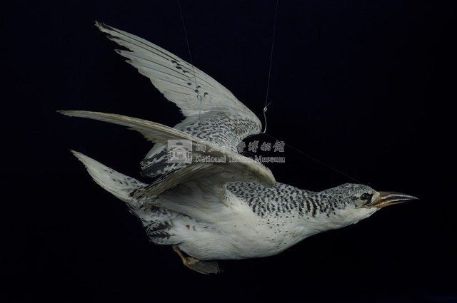 紅尾熱帶鳥藏品圖，第6張