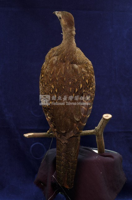 藍腹鷴藏品圖，第5張