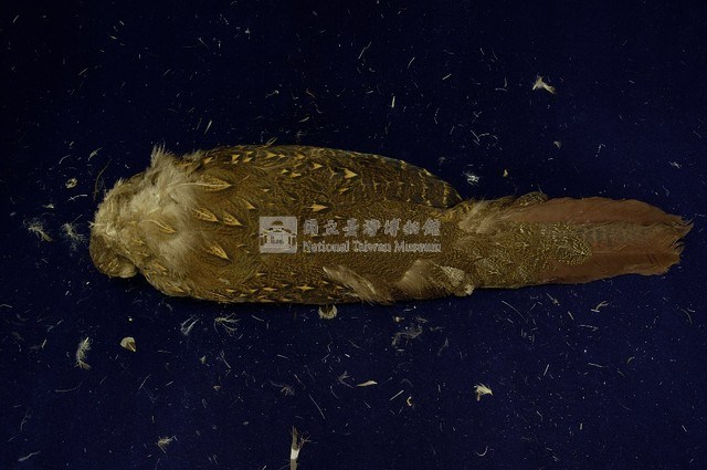 藍腹鷴藏品圖，第6張