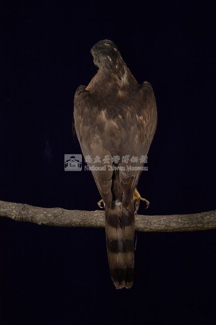 鳳頭蒼鷹藏品圖，第5張