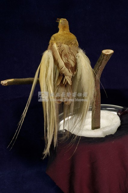 Lesser bird-of-paradise Collection Image, Figure 6, Total 9 Figures