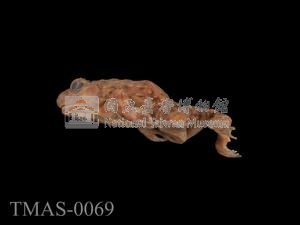 Japanese wrinkled frog Collection Image, Figure 8, Total 13 Figures
