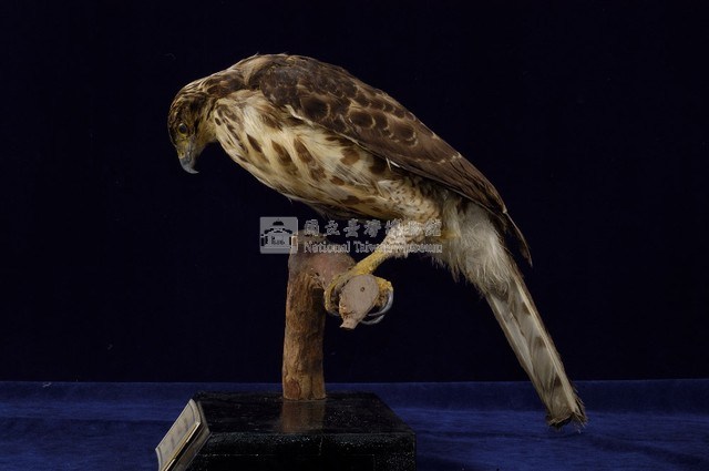 鳳頭蒼鷹藏品圖，第5張