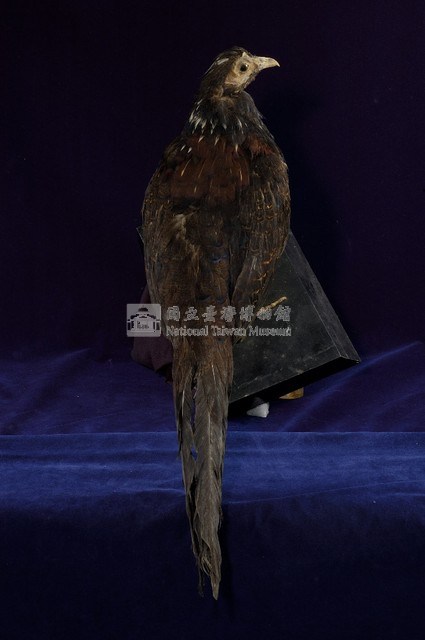 藍腹鷴藏品圖，第5張