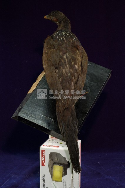 藍腹鷴藏品圖，第6張