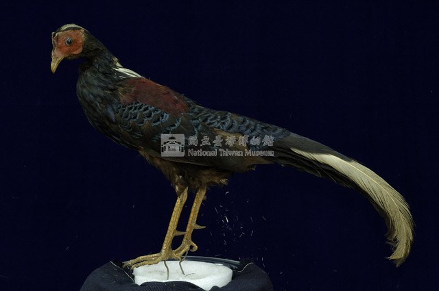 藍腹鷴藏品圖，第6張