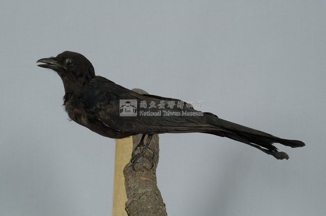 Black Drongo Collection Image, Figure 6, Total 13 Figures