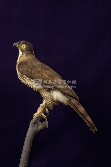鳳頭蒼鷹藏品圖，第6張