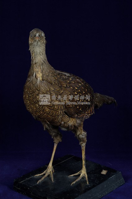 藍腹鷴藏品圖，第9張