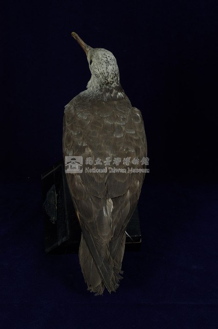 Streaked Shearwater Collection Image, Figure 8, Total 13 Figures